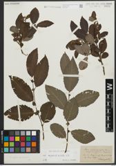 Foto von Salix appendiculata Vill.